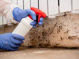 Best Environmental Consulting for Mold Prevention  in Coleman, TX